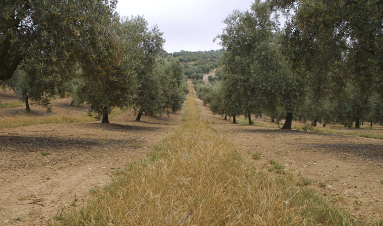 La producción ecológica se incluirá en el sistema de cualificación profesional