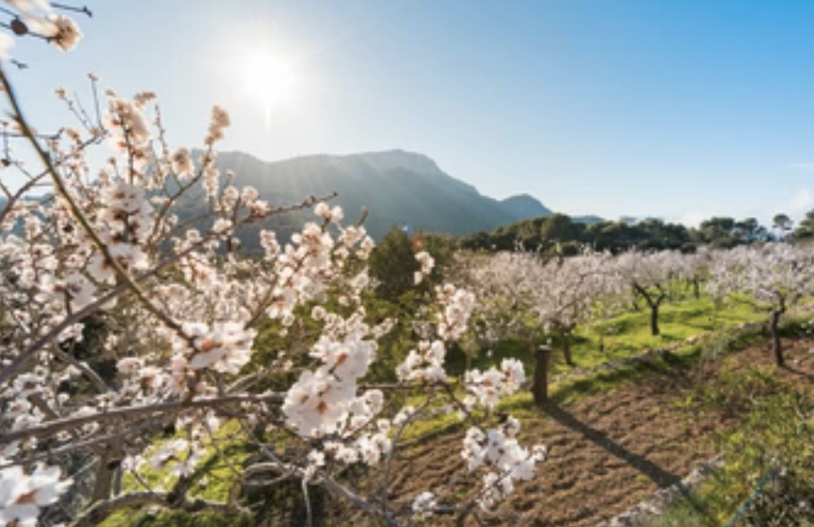 El tratamiento orgánico del almendro aumenta un 59% los ingresos de la explotación