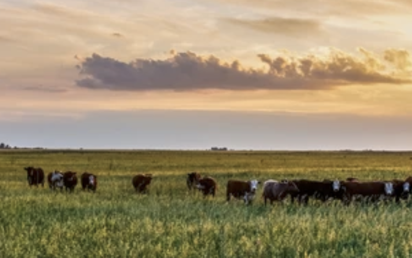 Medidas de apoyo para potenciar la ganadería ecológica