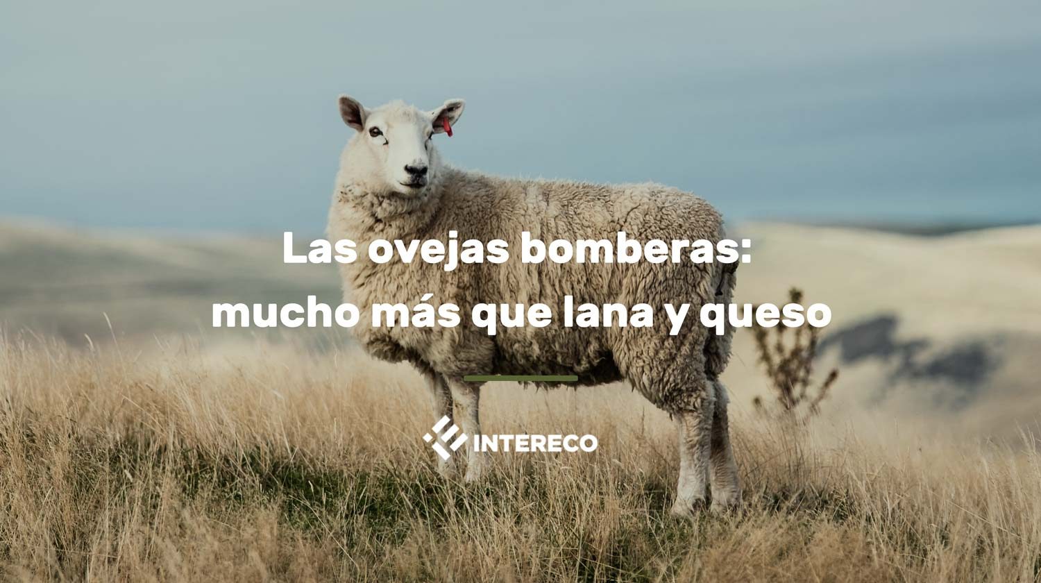 Las ovejas bomberas: mucho más que lana y queso