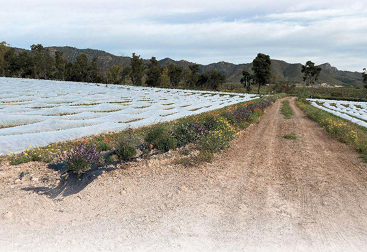 Manejo de setos y otras estructuras vegetales lineales para una agricultura sostenible