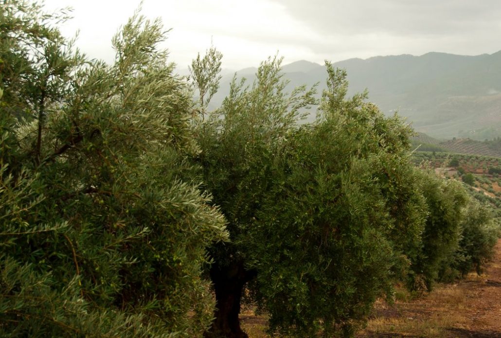 El olivar ecológico, un nuevo valor añadido y sello diferenciador