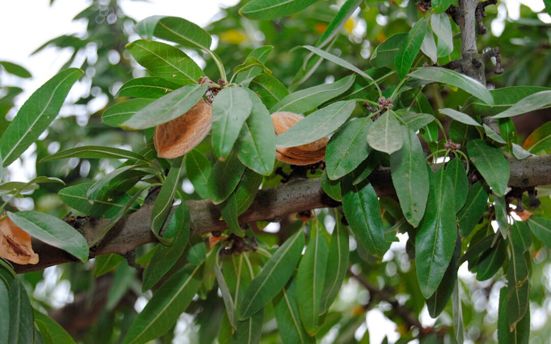 agricultura-ecologica-ecologica-certificado-producto-ecológico