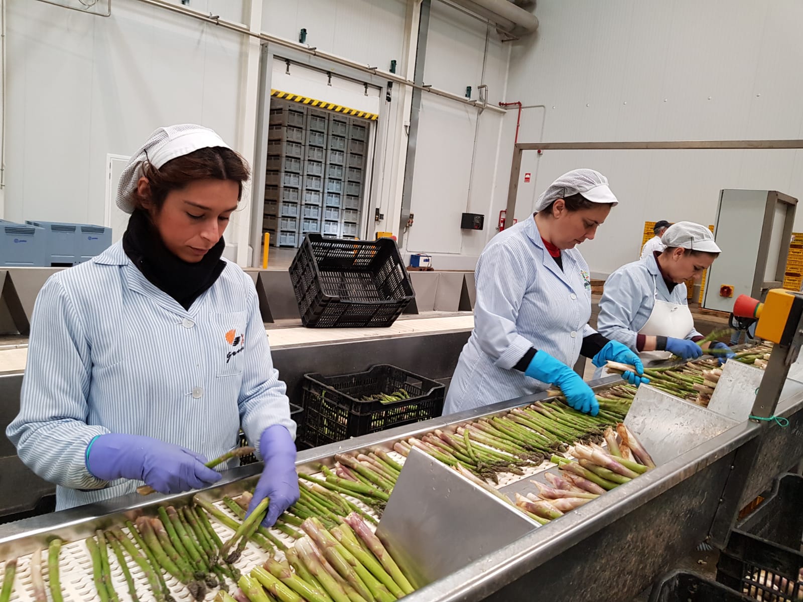 El Gobierno modifica las bases reguladoras para la concesión de ayudas a la integración asociativa en el sector agroalimentario