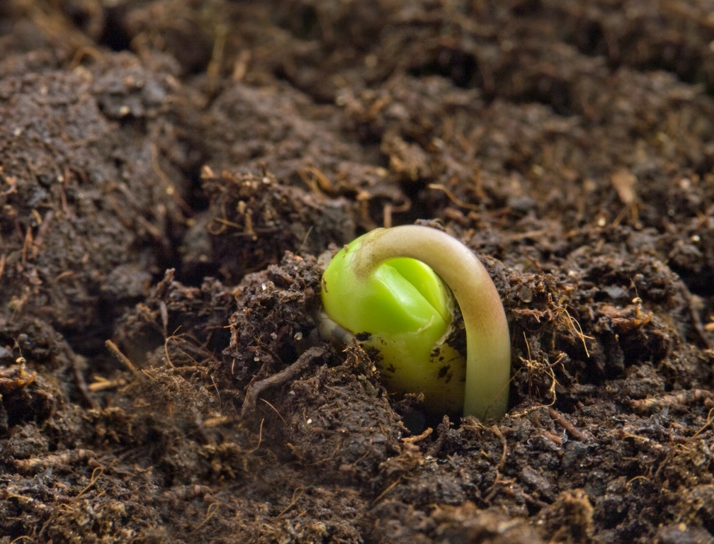 El Gobierno aprueba la creación del registro de operadores profesionales de vegetales y regula sus obligaciones