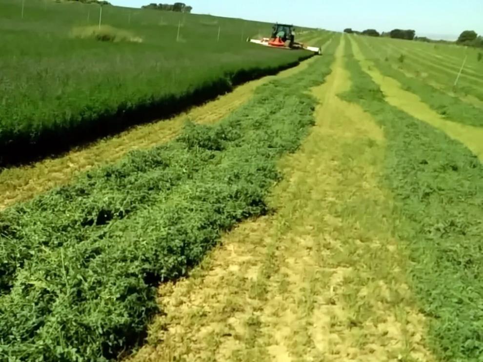 “La alfalfa en ecológico supera en resultados a la convencional”
