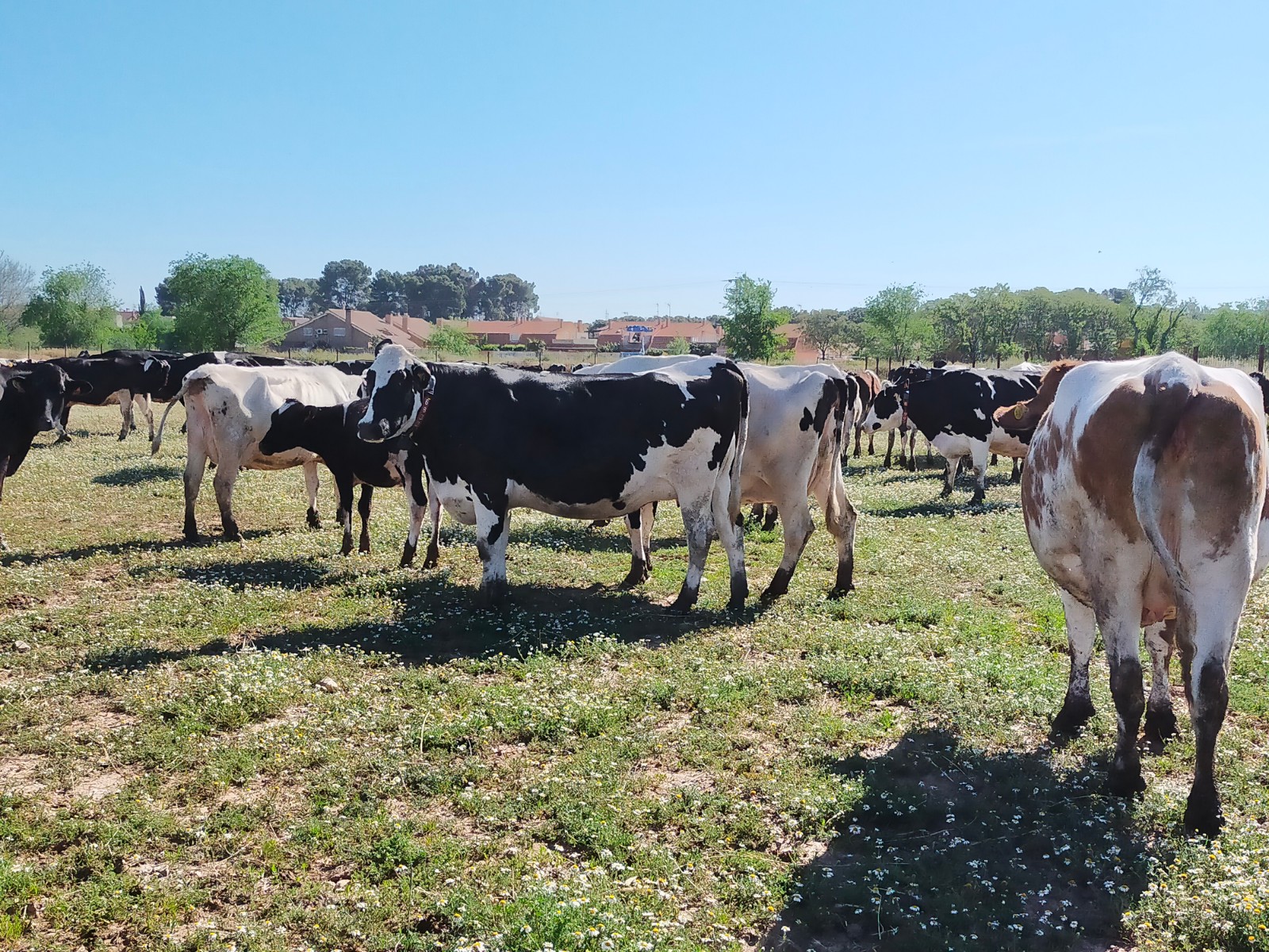 La producción de leche de vaca ecológica en España apenas alcanza las 3.882 toneladas, en noviembre de 2021, el 0,6% del total