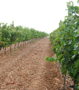 odega Señorío Cinco Villas-aragon ecologico