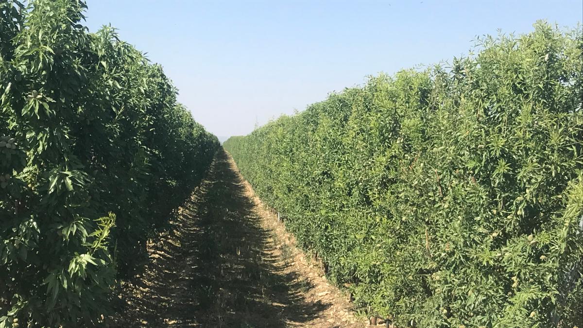 Prevén cosecha almendra: 62,000 t, un 29% menos que en 2021