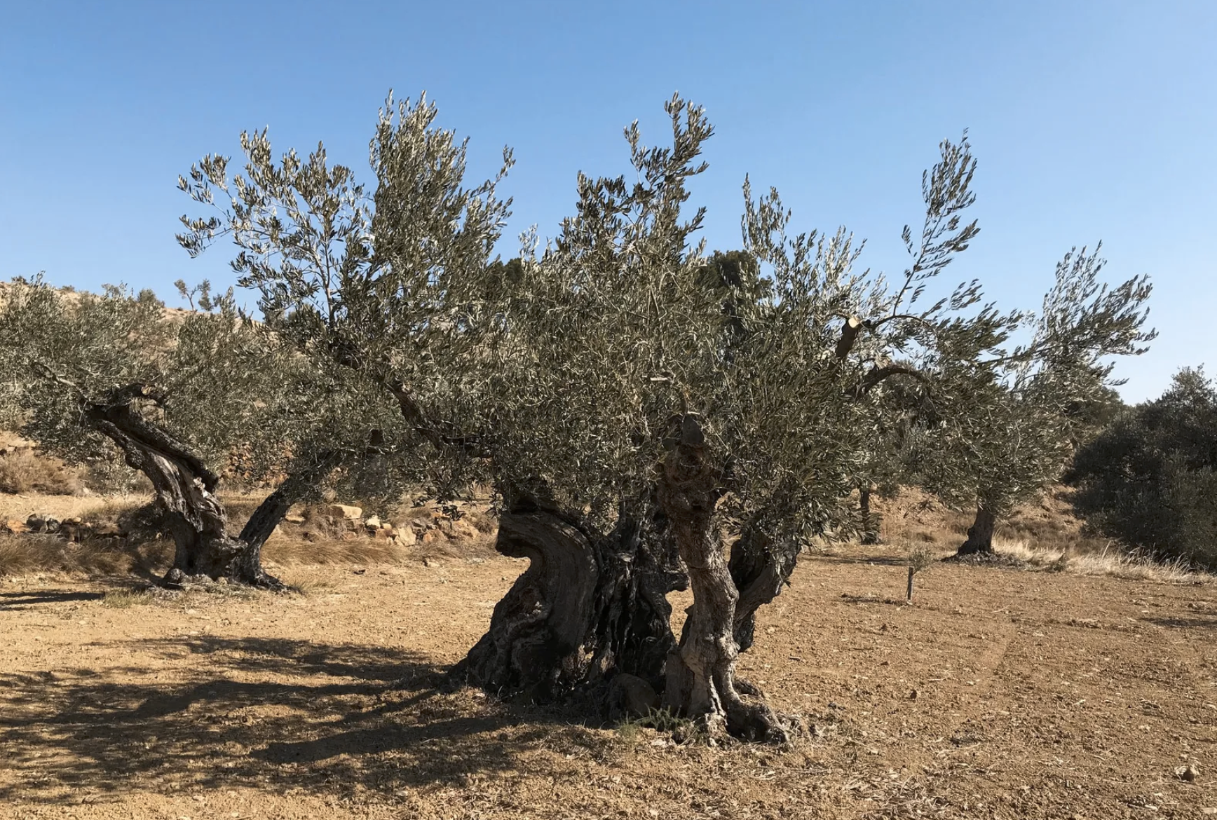 Creación de un banco de germoplasma de variedades locales de olivos en Aragón