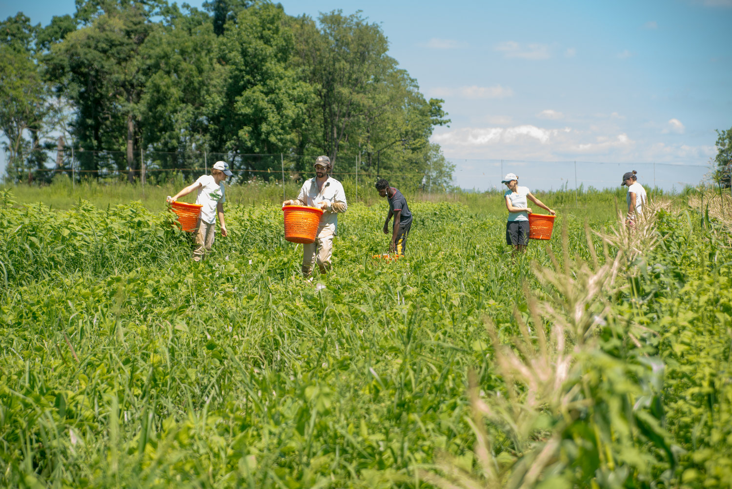 La agricultura orgánica tiene iguales o mejores rendimientos que la convencional