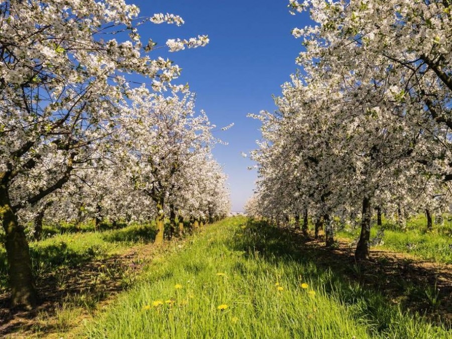 Organic Agriculture Growth in the EU
