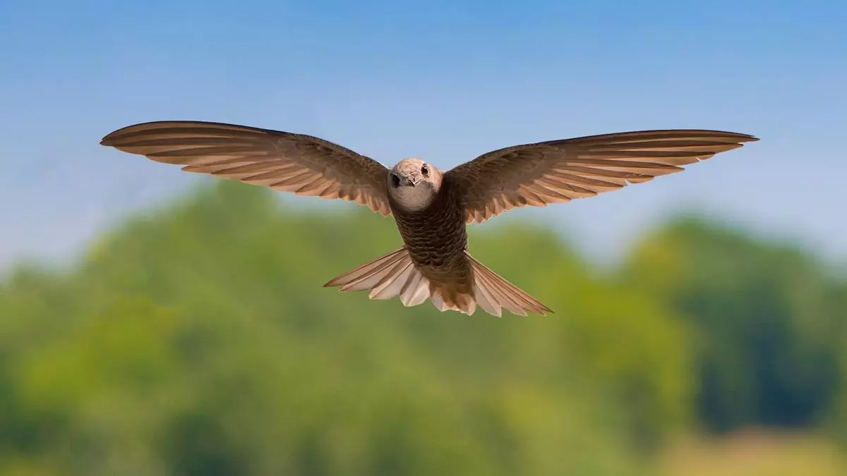 ¿Cuáles son las tres aves consideradas ‘insecticidas naturales’ que hay que proteger?