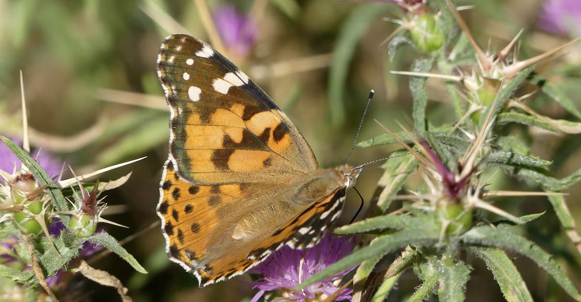 ¿Por qué ya no vemos tantas mariposas ni mosquitos en el parabrisas?