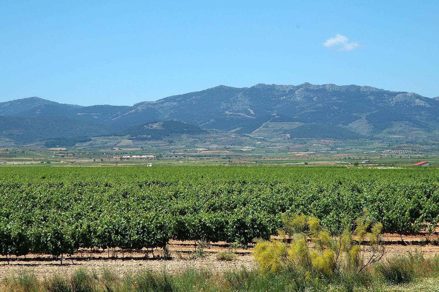 La Unión Europea registra la nueva Denominación de Origen Protegida de vino ecológico de pago “Urbezo”