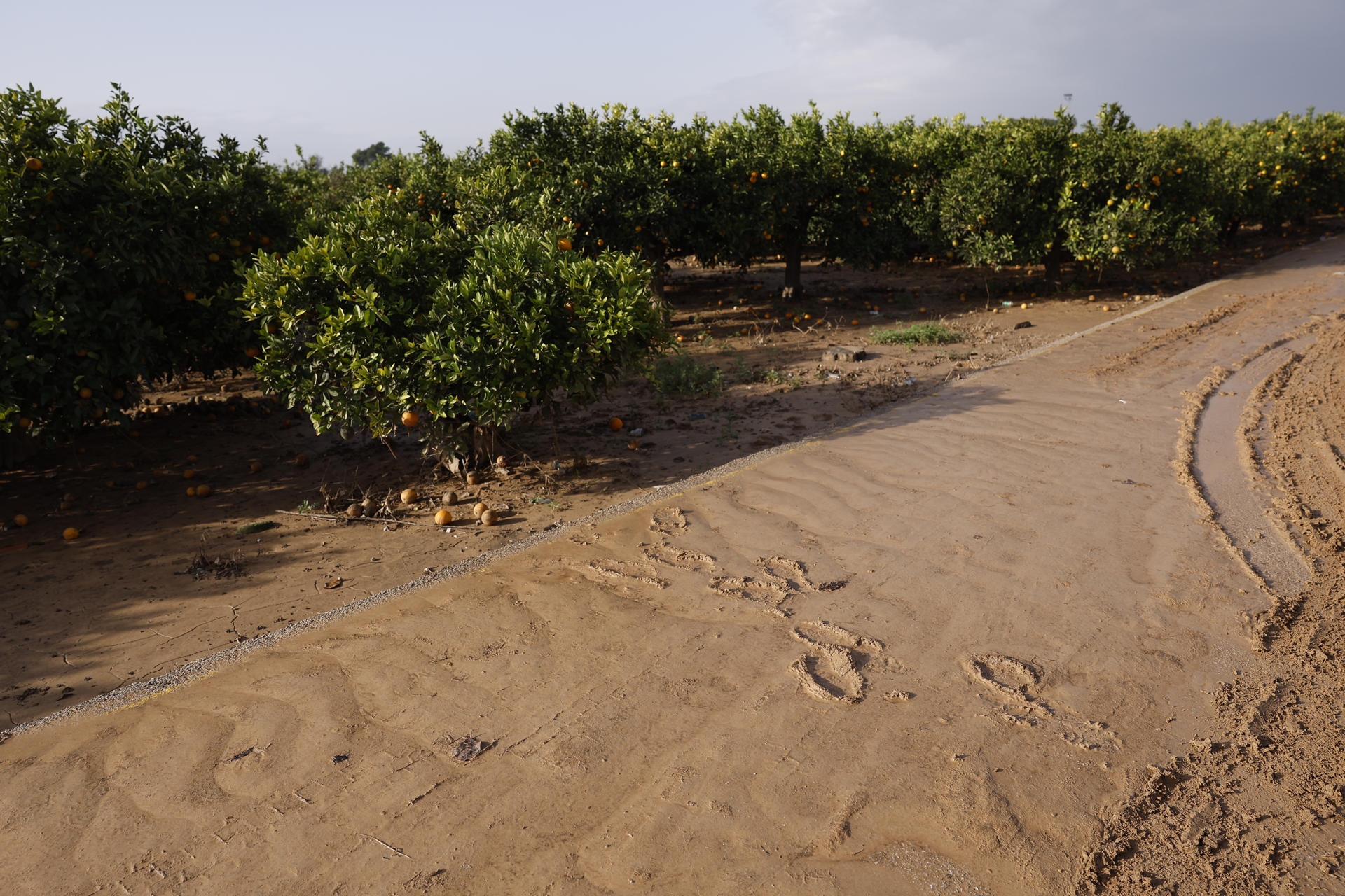 Más de 30.000 hectáreas de cultivo ecológico han sido dañadas por la dana