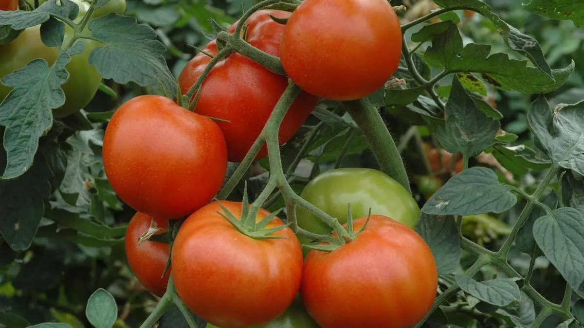 Por qué los tomates ya no saben a tomate: estas son las razones del «misterioso» cambio de sabor