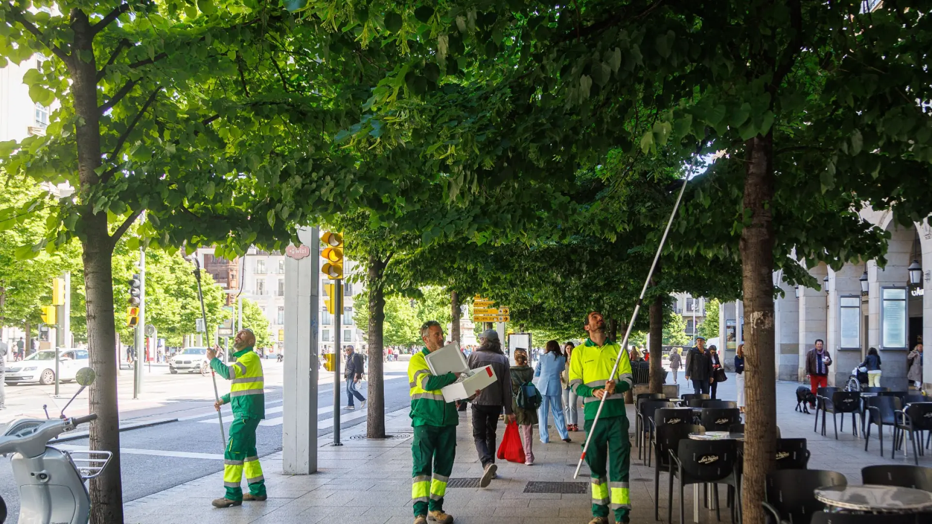 El Ayuntamiento de Zaragoza suelta 200.000 insectos por la ciudad por una buena razón.