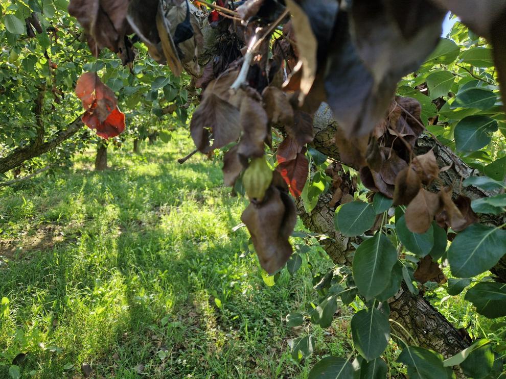 Agricultura activa un plan de ayudas de medio millón de euros contra el fuego bacteriano