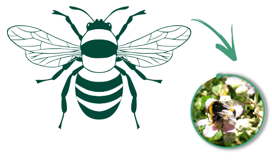 abejorro