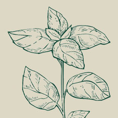 Albahaca