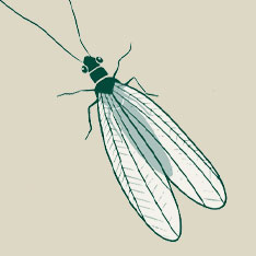 Crisopa