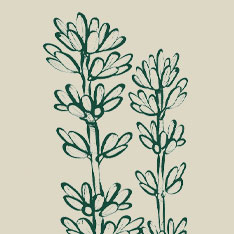 Lavanda