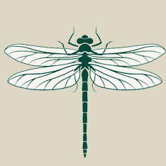 Libélula