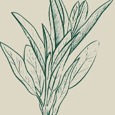 Salvia