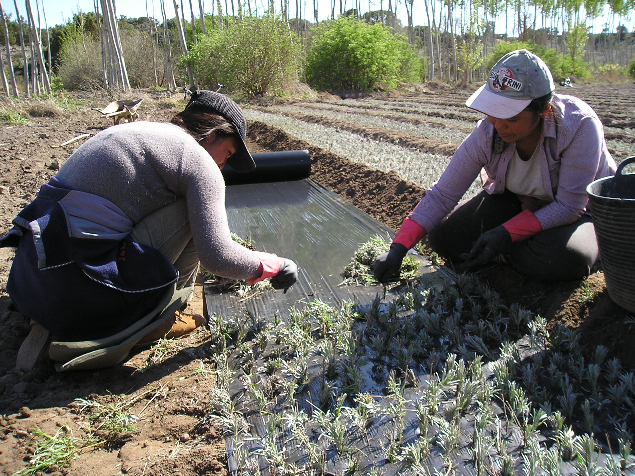 El Ministerio de Agricultura, Pesca y Alimentación convoca ayudas a las asociaciones de mujeres rurales de ámbito nacional por 500.000 euros